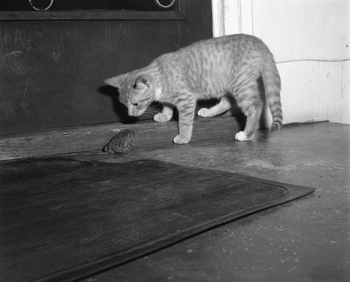 "Mittens" sniffing a Southern toad.
