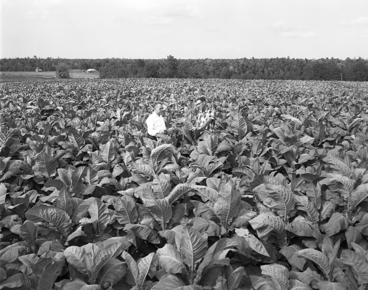 Florida Memory • Tobacco field in Madison County