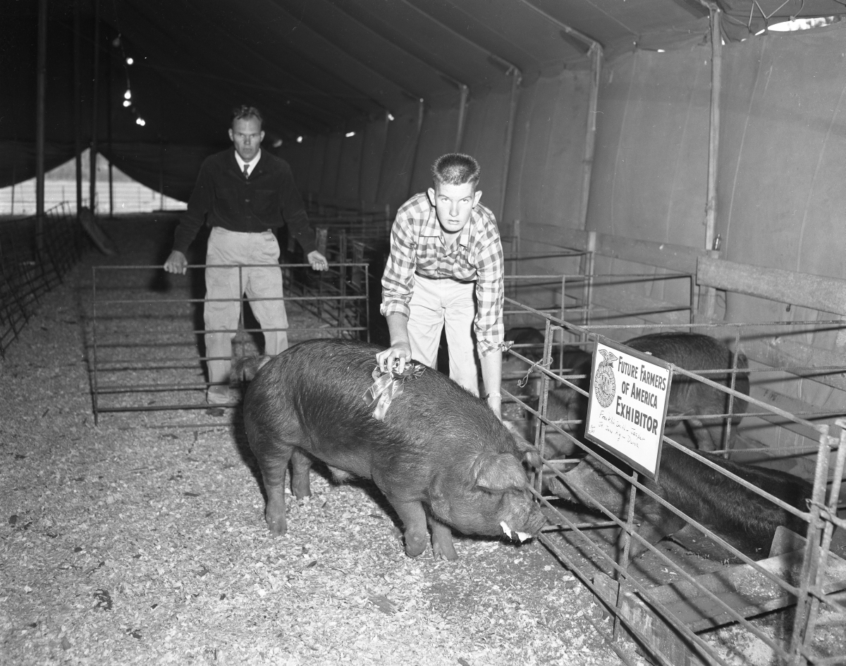 Franklin Smith and his blue ribbon sow