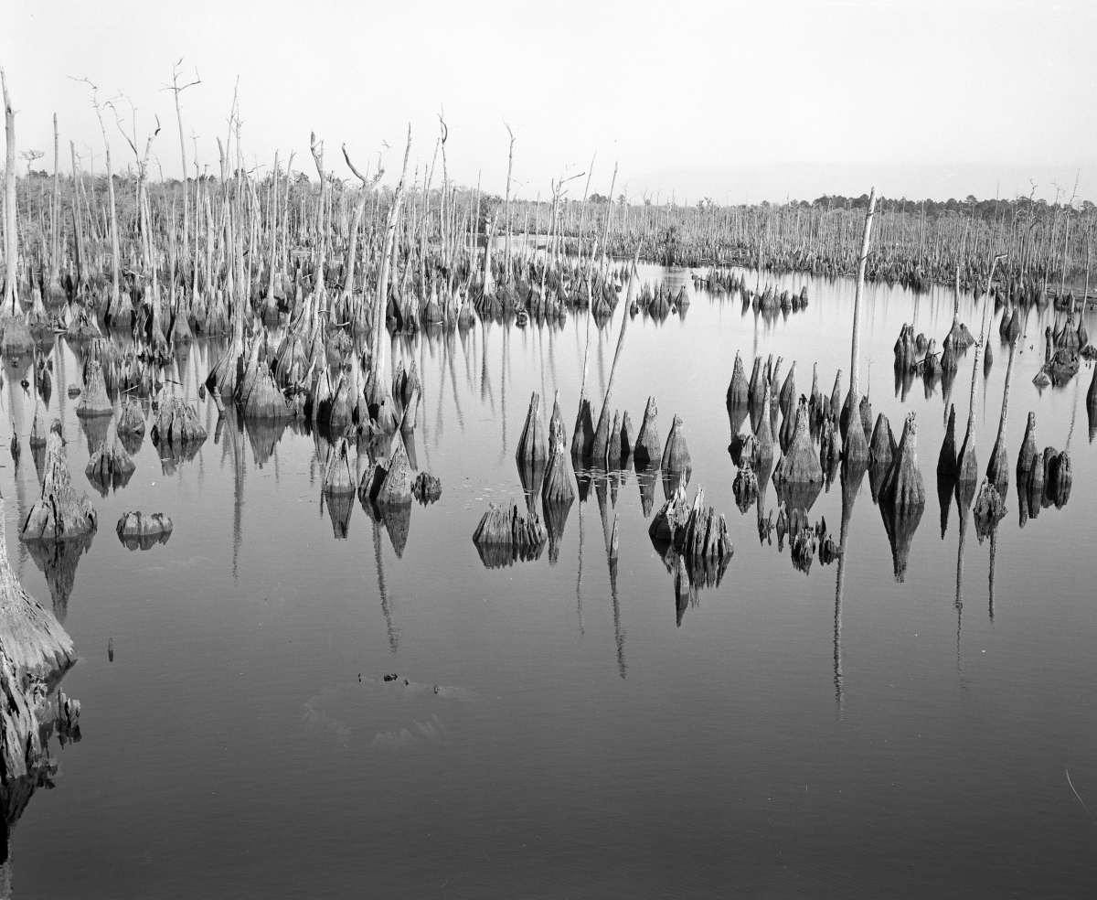 Dead lake with cypress knees