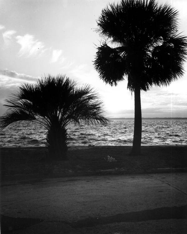 Palm trees at the edge of the St. Johns River