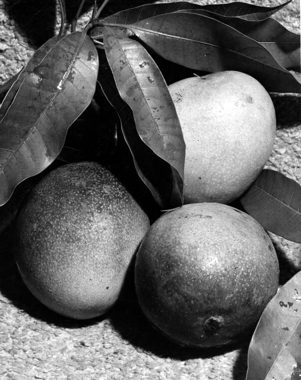 Three mangos with leaves