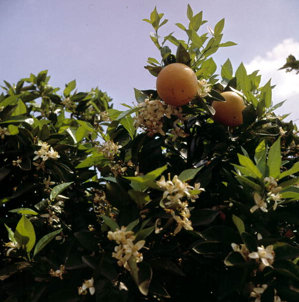 State flower of Florida