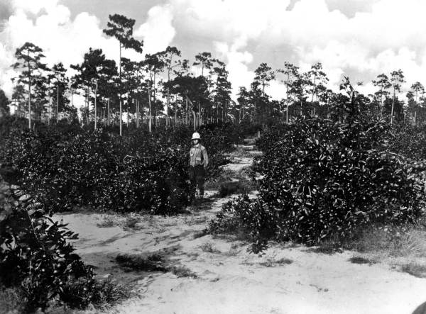 Satsuma orange grove - Saint Andrew Bay, Florida