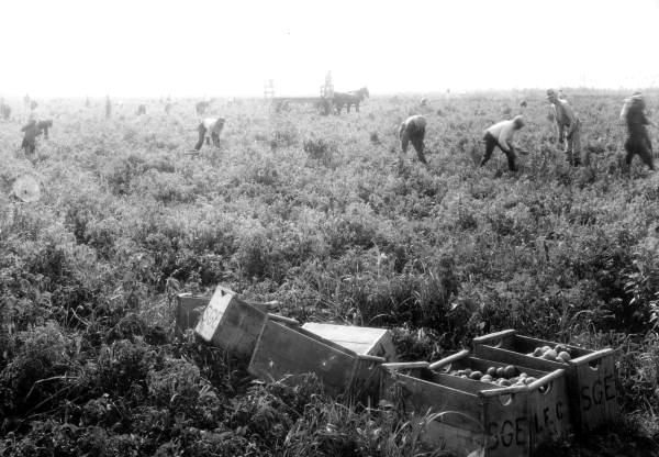 Tomato picking in an 1000 acre field of the International Fruit Corporation - Peters, Florida
