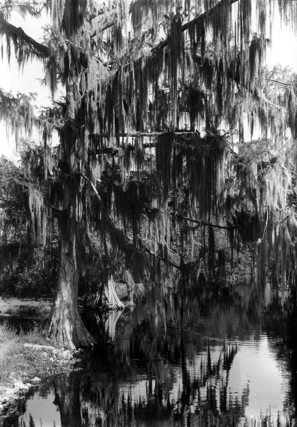 Moss festooned cypress trees on Prairie Creek - Alachua County, Florida