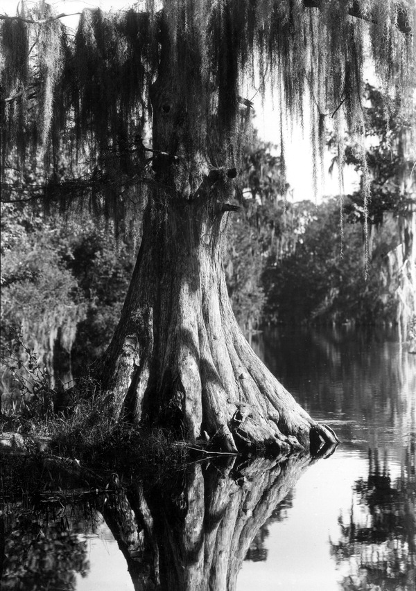 Cypress tree at the edge of Prairie Creek - Alachua County, Florida