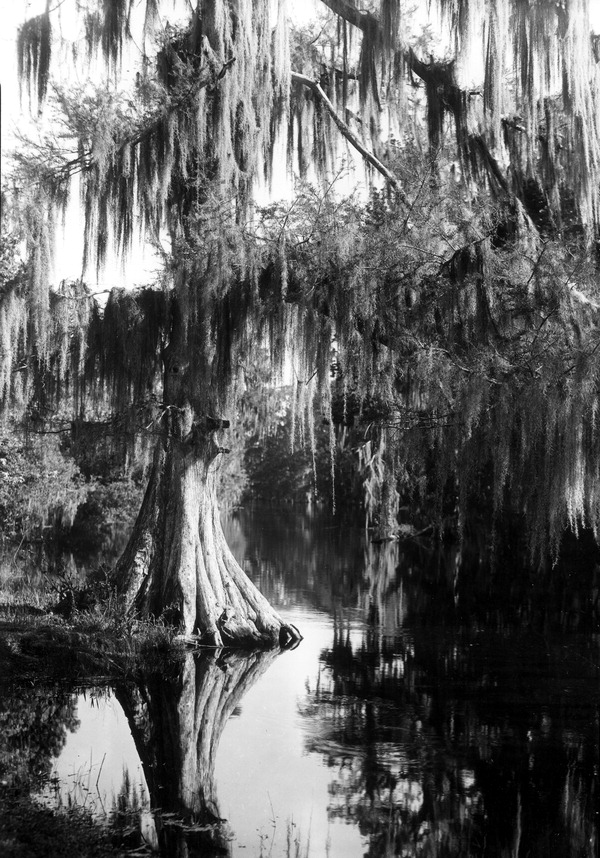 Cypress tree at the edge of Prairie Creek - Alachua County, Florida