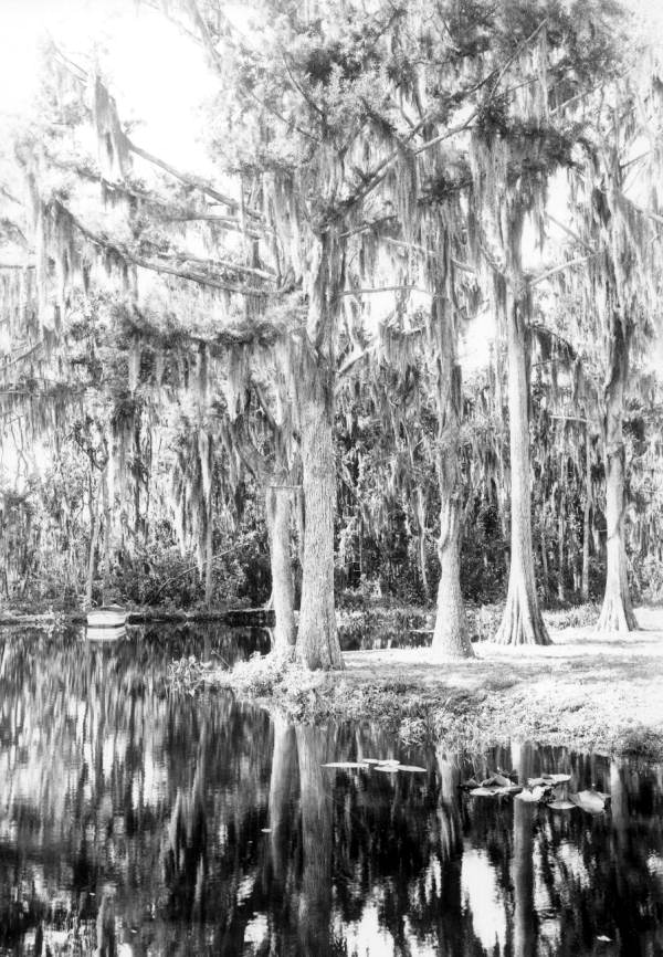 Cypress trees on the edge of the Dora Canal - Eustis Region, Florida