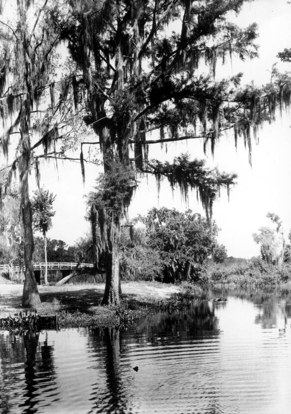 Cypress tree on the edge of the Dora Canal - Eustis Region, Florida