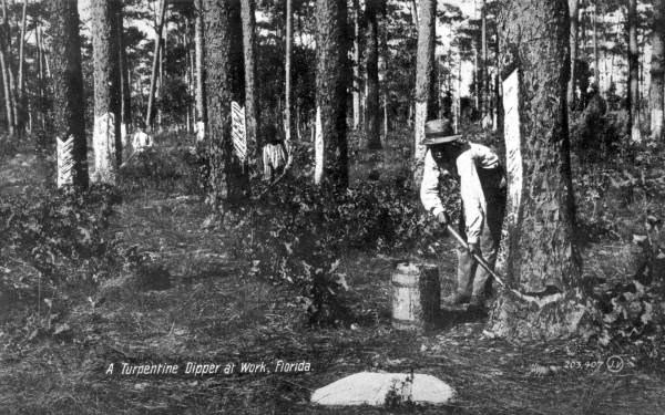 Turpentine dippers at work