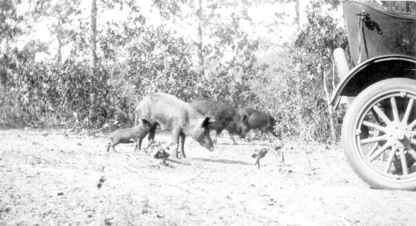 Wild pigs near Lake Bradford