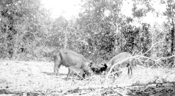 Wild pigs near Lake Bradford