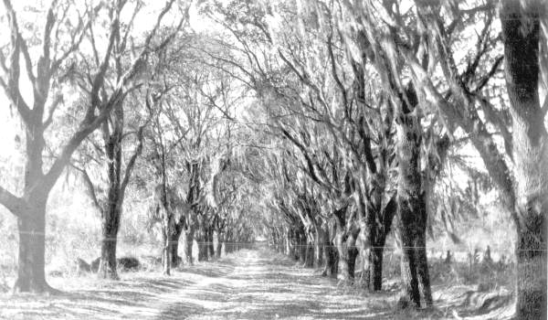 Avenue of oaks at the El Destino Plantation - Jefferson County, Florida