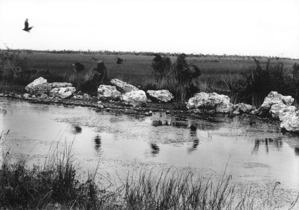 Turkey buzzards feasting on dead fish in the canal beside the trail - Tamiami Trail, Florida