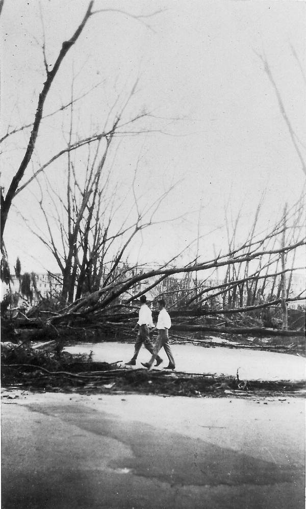 Uprooted trees in the aftermath of the 1926 hurricane - Miami, Florida.