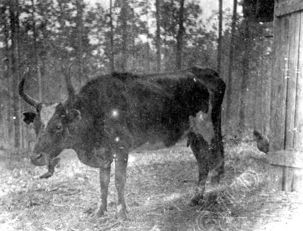 Range cow - Manatee County, Florida