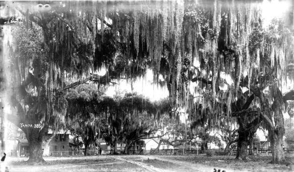 Distant view of the residential area - Tampa, Florida.