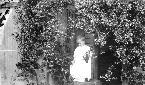 Child posed under blooming star jasmine