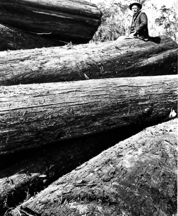 Cypress logs from Dixie County swamps