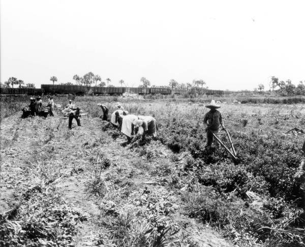 Celery harvesting