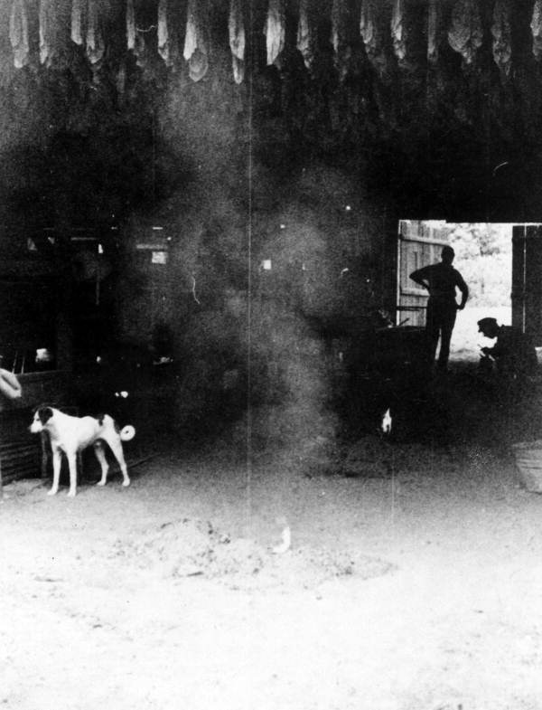 Tobacco being cured by coal method - Quincy, Florida