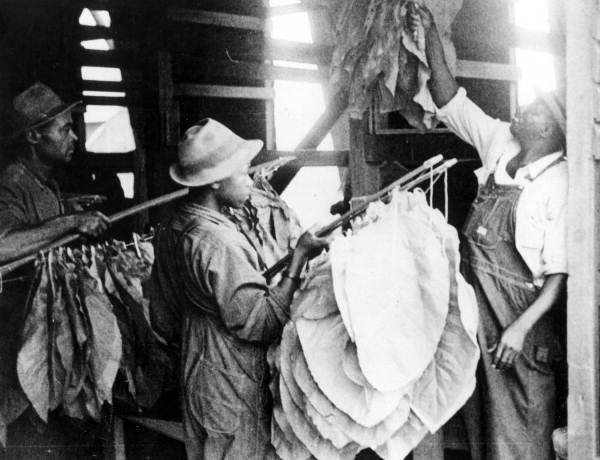 Workers hanging green tobacco to dry