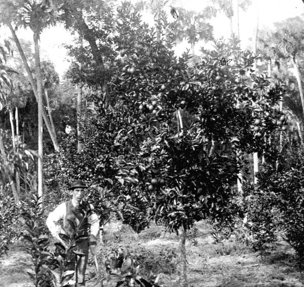 L. W. Lipsey's groveCitra, Florida