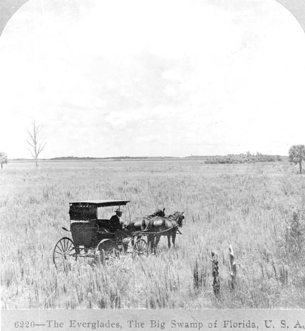 Horse-drawn vehicle in the Everglades