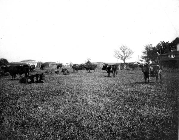 Cattle in the field - Kissimmee, Florida