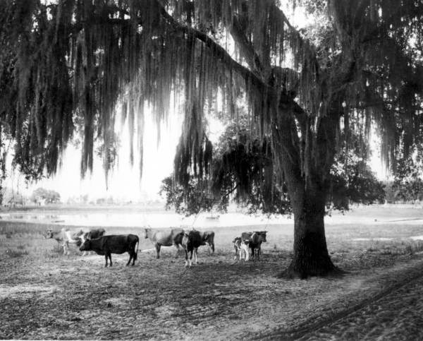 Cattle in the Tampa area