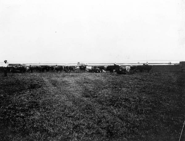 Herd of cattle - Kissimmee, Florida