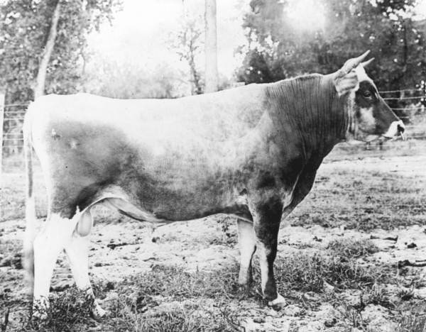 Cattle bred and raised by Florida Agricultural Experiment Station