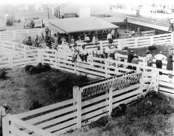 Hog sale at the yards near the railroad depot - Lake City, Florida