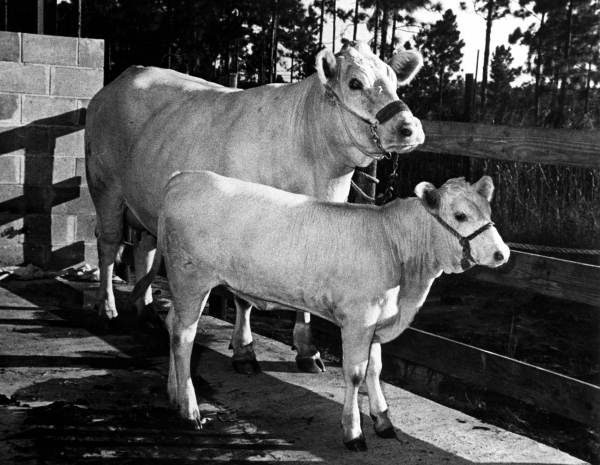 Charolais and calf- Columbia County, Florida