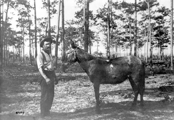 Pack mule "Apache" at camp during the Spanish-American war - Tampa, Florida