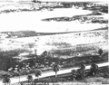 Cattle seeking higher ground during flood - Okeechobee County, Florida