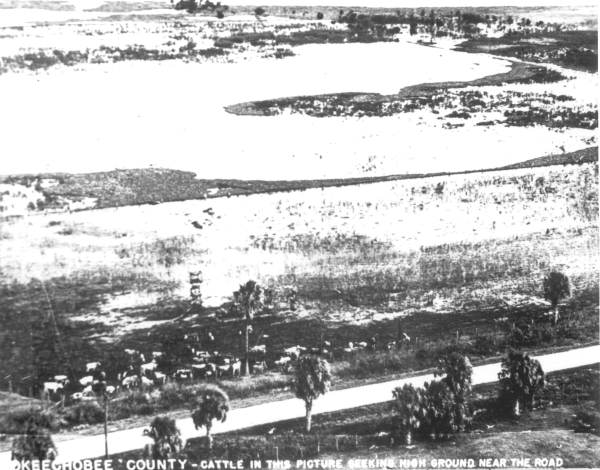 Cattle seeking higher ground during flood - Okeechobee County, Florida