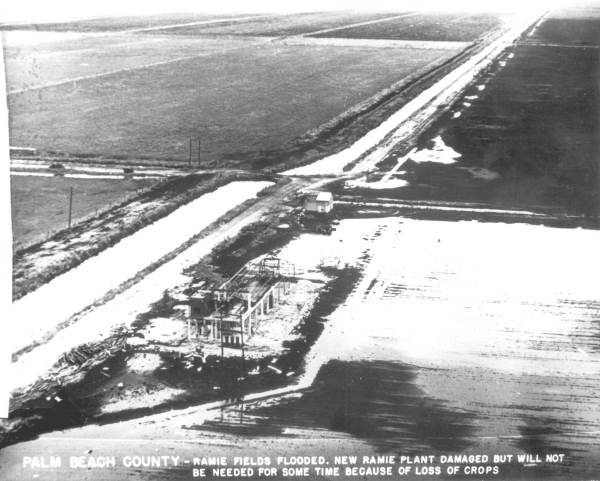 Flooded ramie fields - Palm Beach County, Florida.
