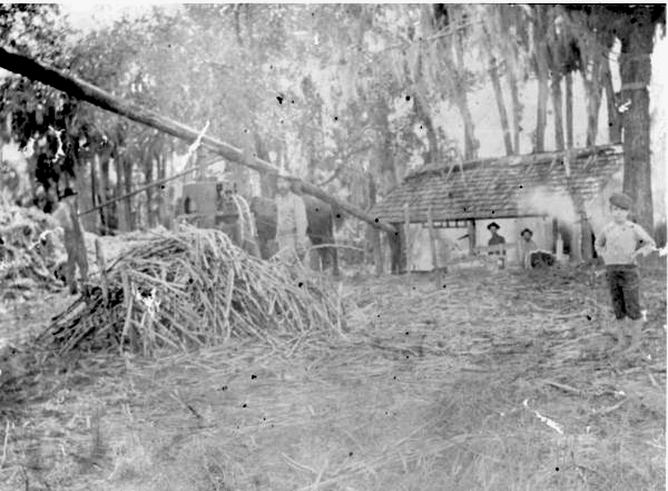 Sugarcane grinding and processing - Alva, Florida
