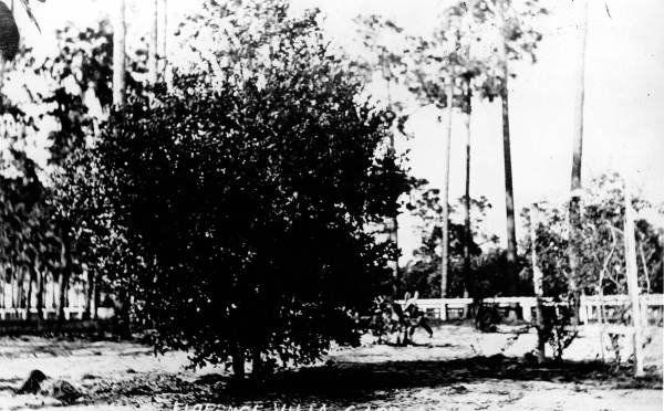 Citrus tree in Florence Villa garden