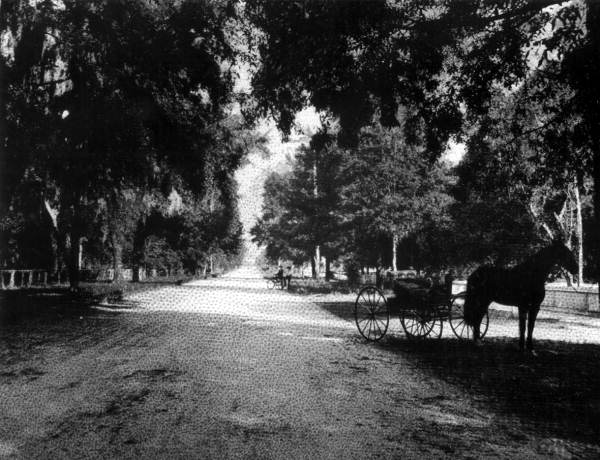 Looking down Park Avenue - Jacksonville, Florida.