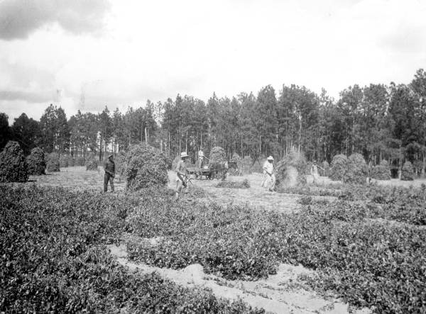 Peanut harvesting in Calhoun County