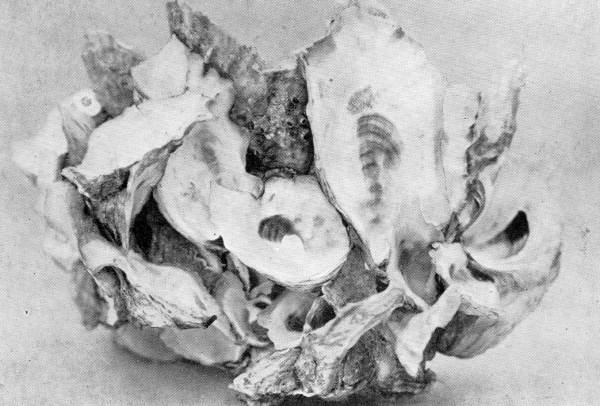 Cluster of oysters - Apalachicola, Florida