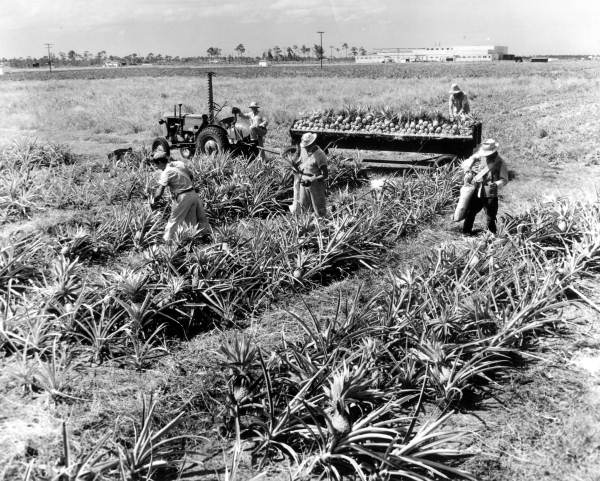 Pineapple harvesting, on a plantation north of Miami - Miami Region, Florida.