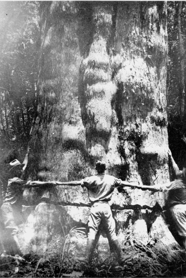 Wilson Cypress Company men measuring a large cypress