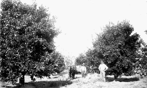 Men and horse in grove at Lake Apopka