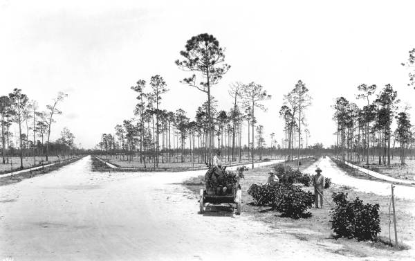 Men planting bushes along Granada Boulevard - Coral Gables, Florida