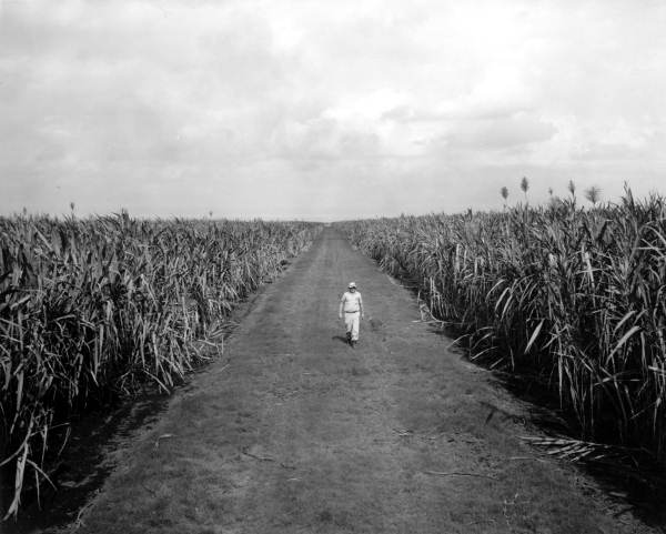 Man walking in the middle of sugarcane field