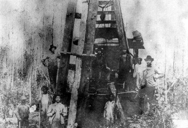 Wilson Cypress Company crew laying pilings in a swamp for the railroad